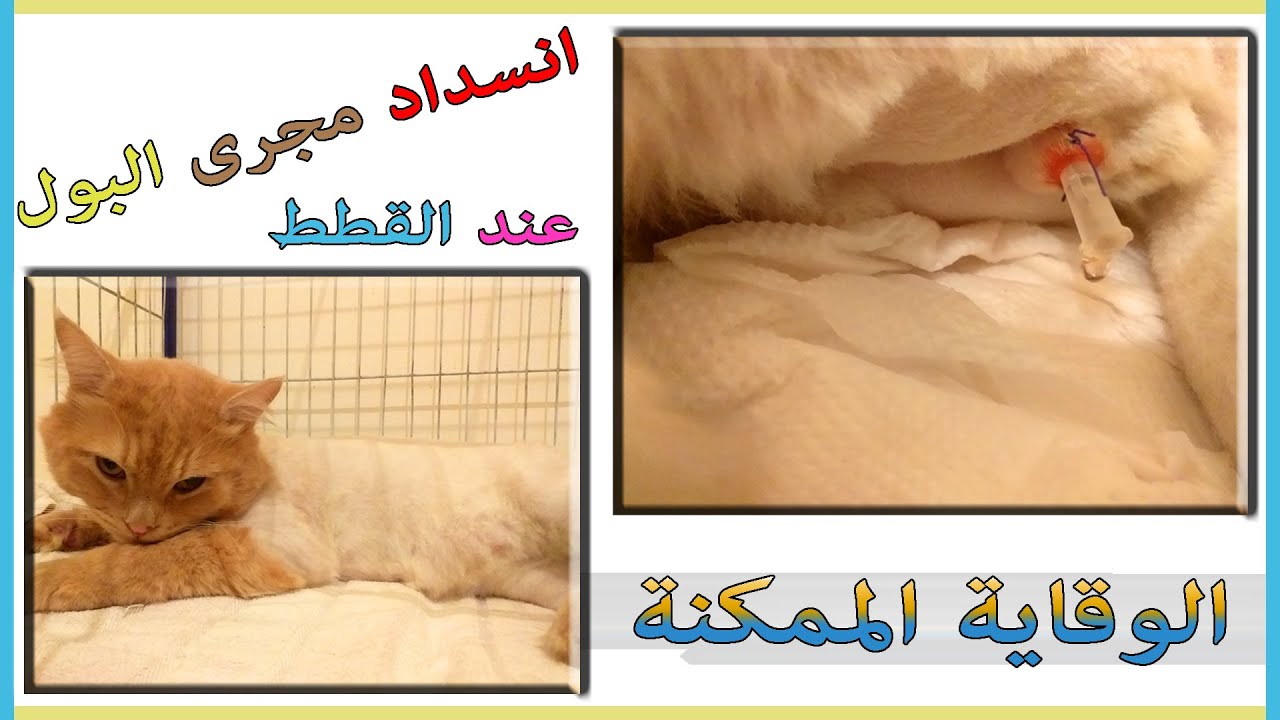 انسداد مجرى البول عند القطط 😔😿🚽 Urethral Obstruction In Cats