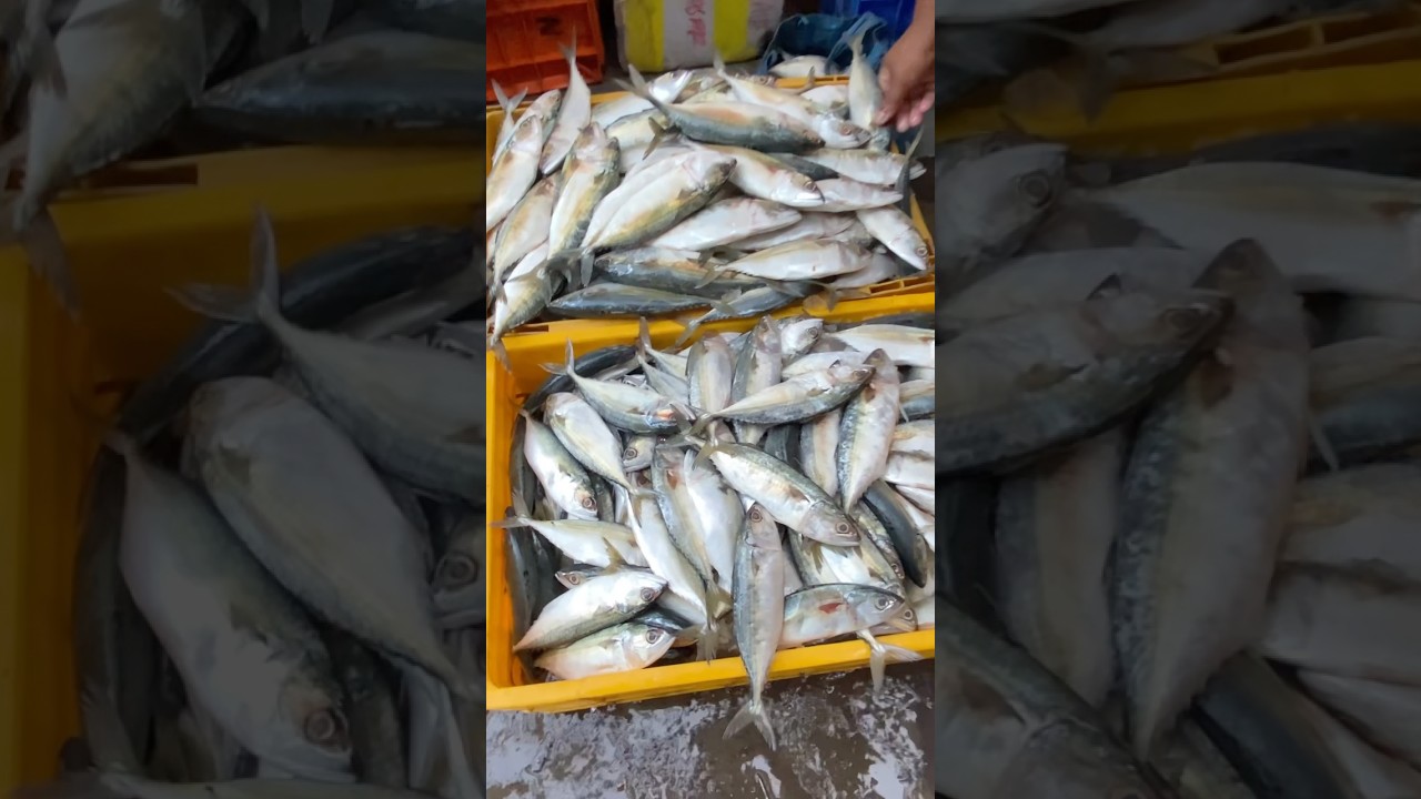 Bangda | Indian Mackerel Fish | बांगडा छोटे ₹२००/- १० मोठे बांगडा ₹२००/- ला ६