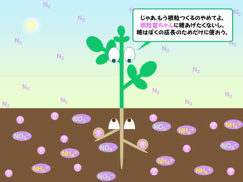 根粒菌ＶＳマメ科植物　会議（ゆうきのバイオロジー）