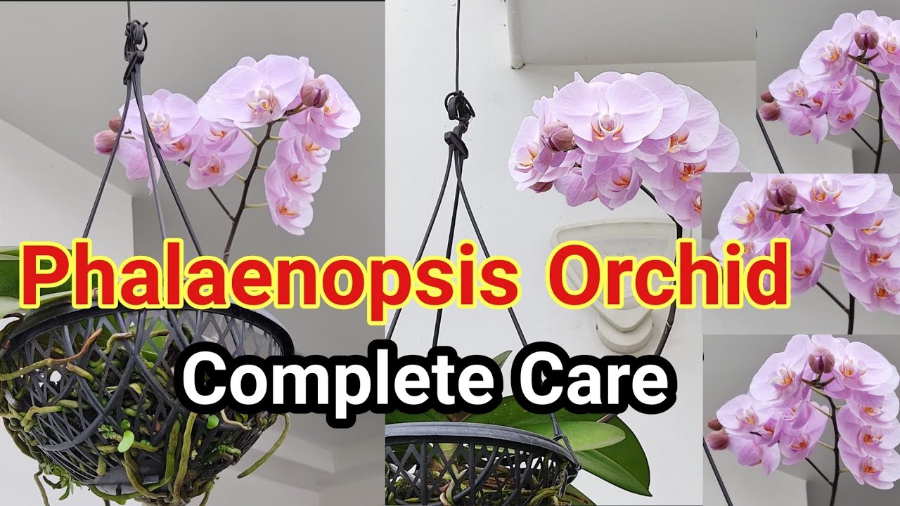 ഫലനൊപ്സിസ് ഓർക്കിഡ് അറി യേണ്ടതെല്ലാം / Phalaenopsis orchid care malayalam