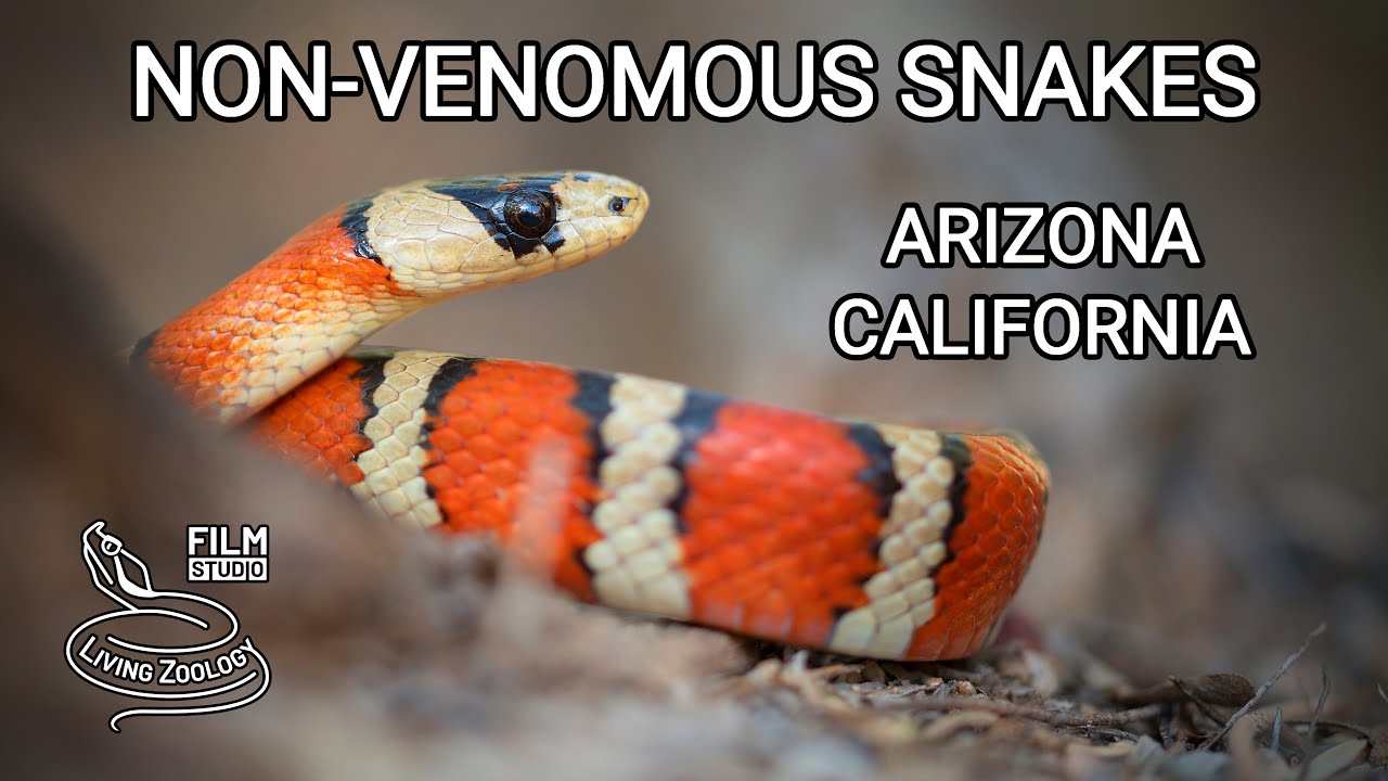 Non-venomous snakes of Arizona, Rosy boa, kingsnakes, Gopher snake, Hook-nosed snake