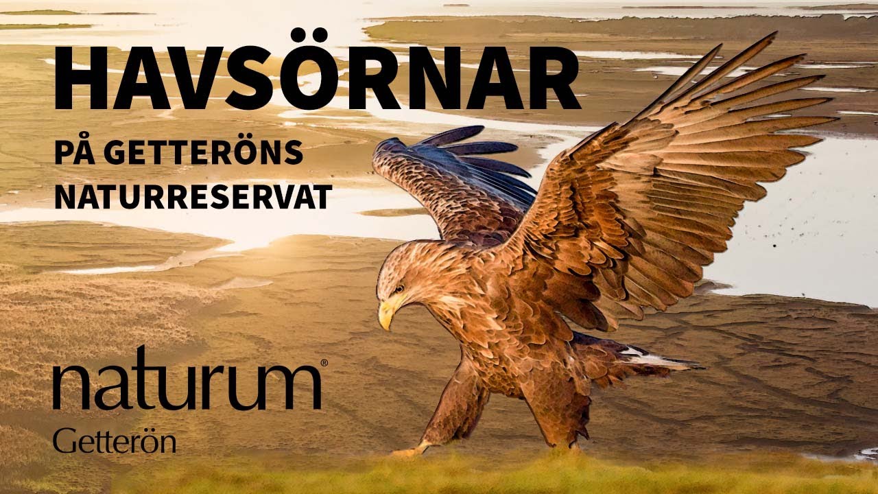 Havsörnar på Getteröns naturreservat