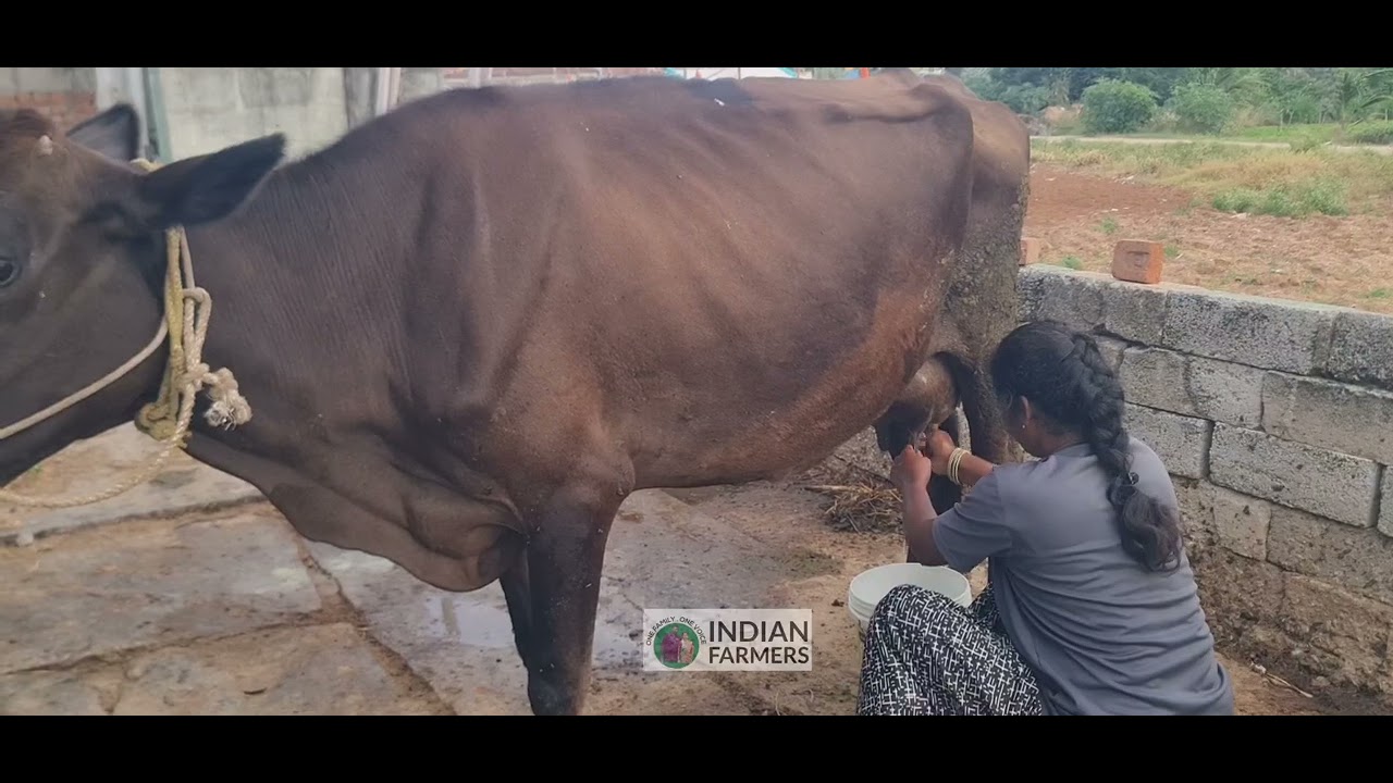 🐄 “நம் வீட்டுப் பசுவின் பால் கறக்கும் சுகம்”🌸 