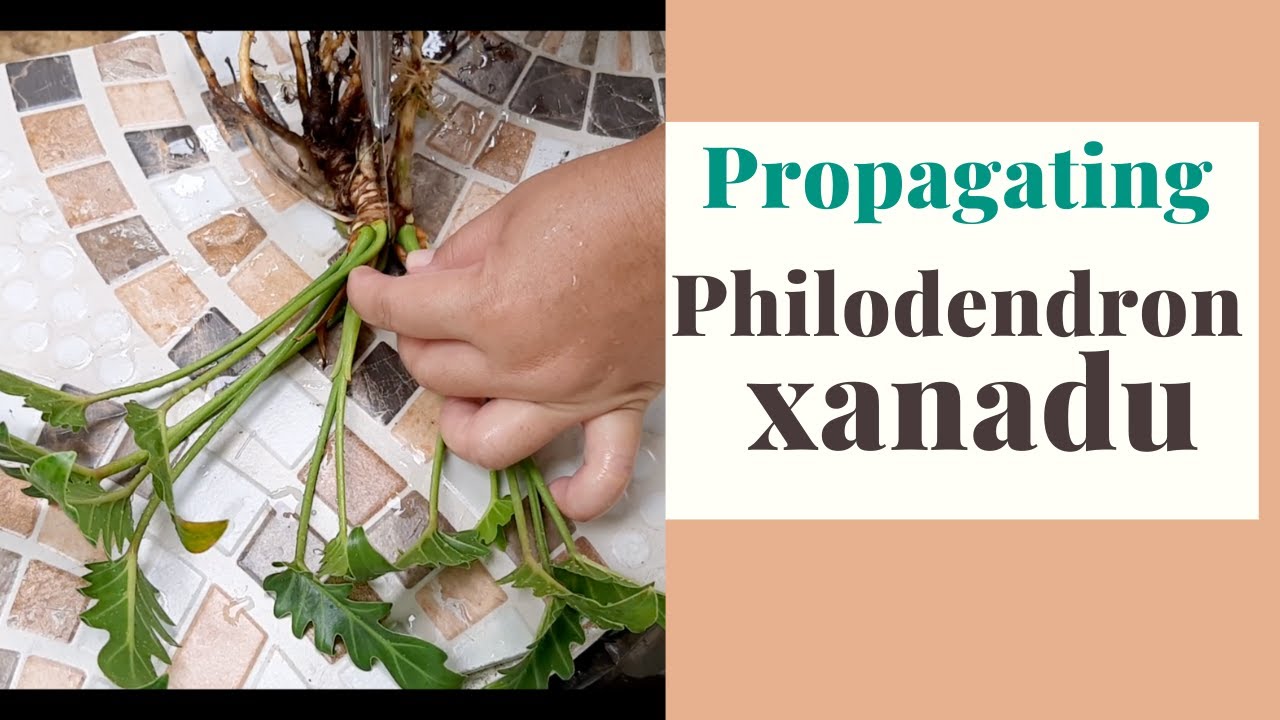 Propagating Philodendron Xanadu - Offshot and Plant Division