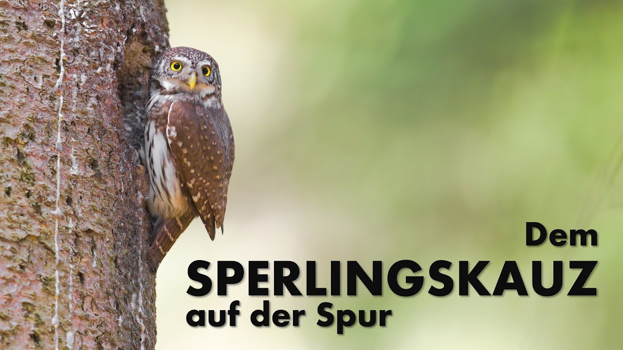 DEM SPERLINGSKAUZ AUF DER SPUR | NATURDOKUMENTATION [4K]