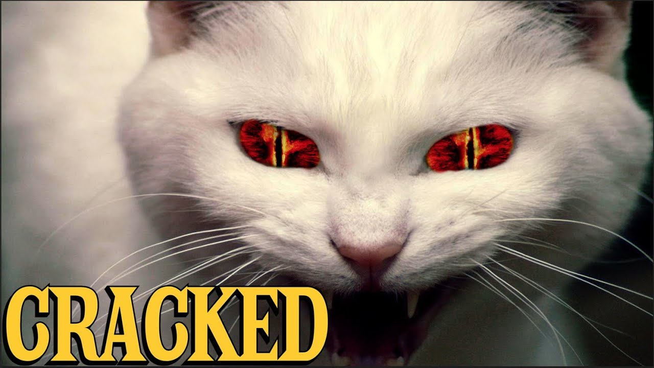 6 Scientific Findings That Prove Cats Are Evil