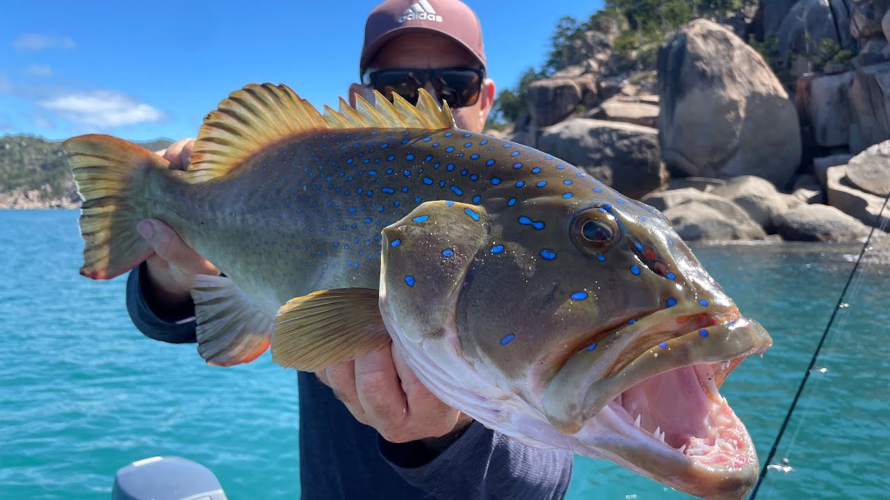 BIG CORAL TROUT l Fishing Magnetic Island, Townsville