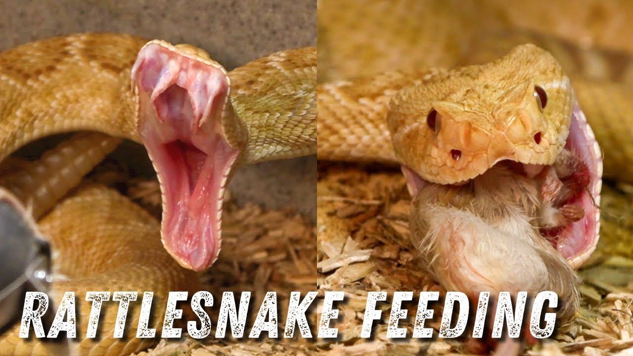 Feeding Western Diamondback Rattlesnakes | Wildlife Command Center