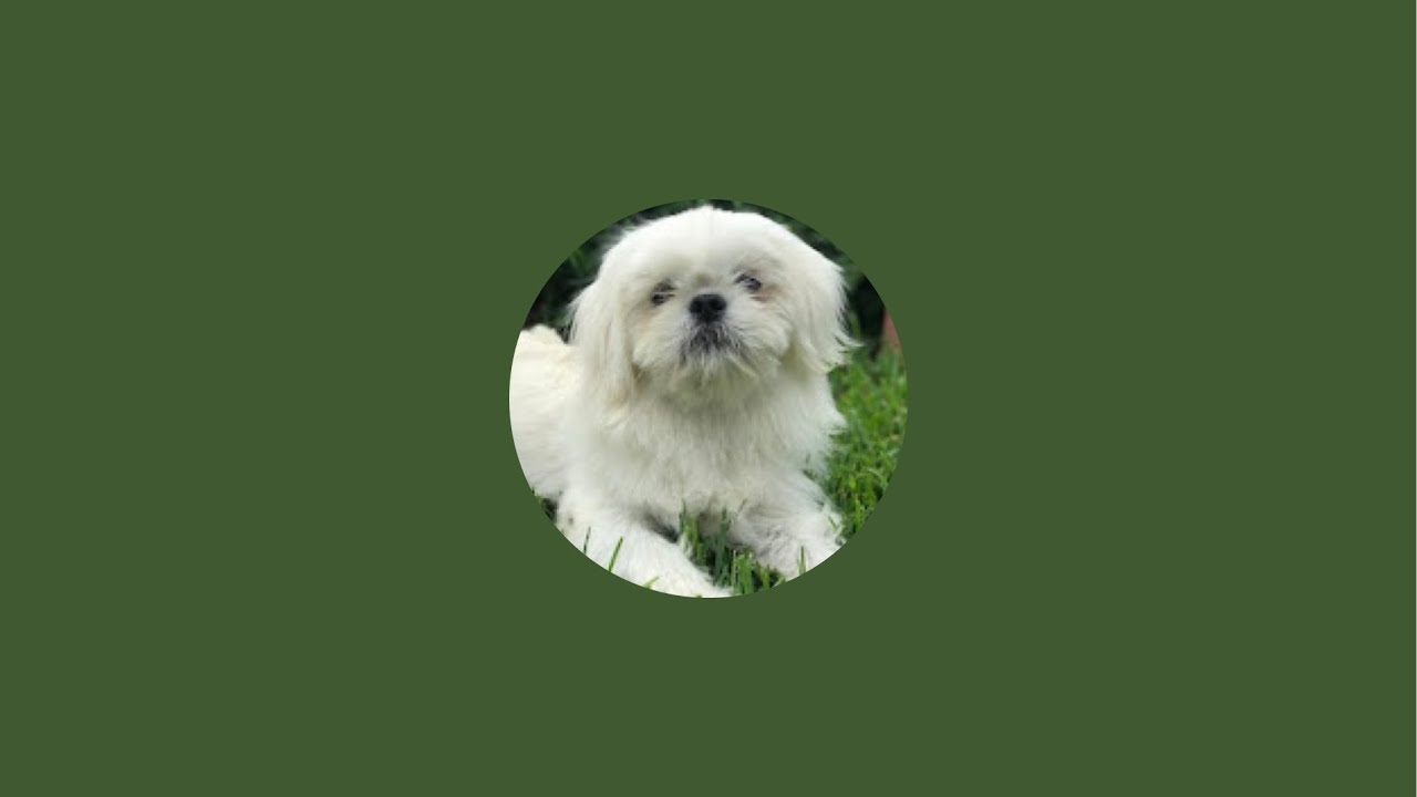 Pugslife is live! Trading in Sab