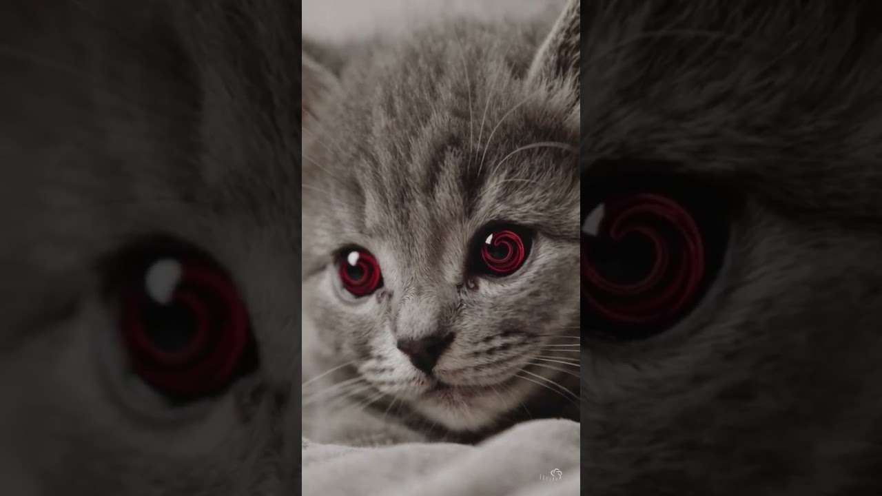 🐾 Hypnotic Kitten Eyes with Mesmerizing Red Swirls! 🔴✨ #shorts #adorableanimals