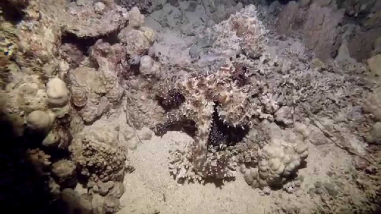 Night Dive Egypt 2015 with Octopus, Wonderful Dive  Red Sea/Zerib Kebir