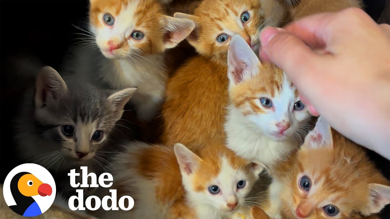Тринадцать котят появились в коробках Amazon… И эта пара сказала: «Конечно!» | The Dodo