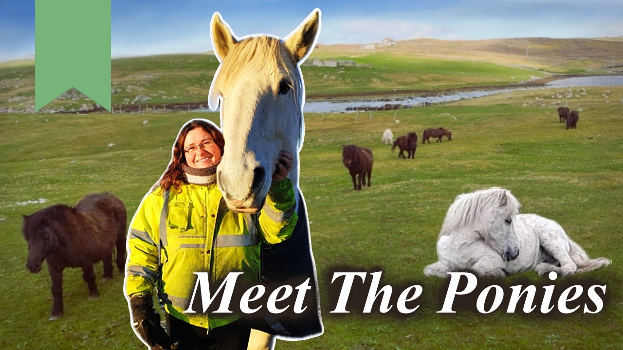 Meet the Ponies | Shetland UK