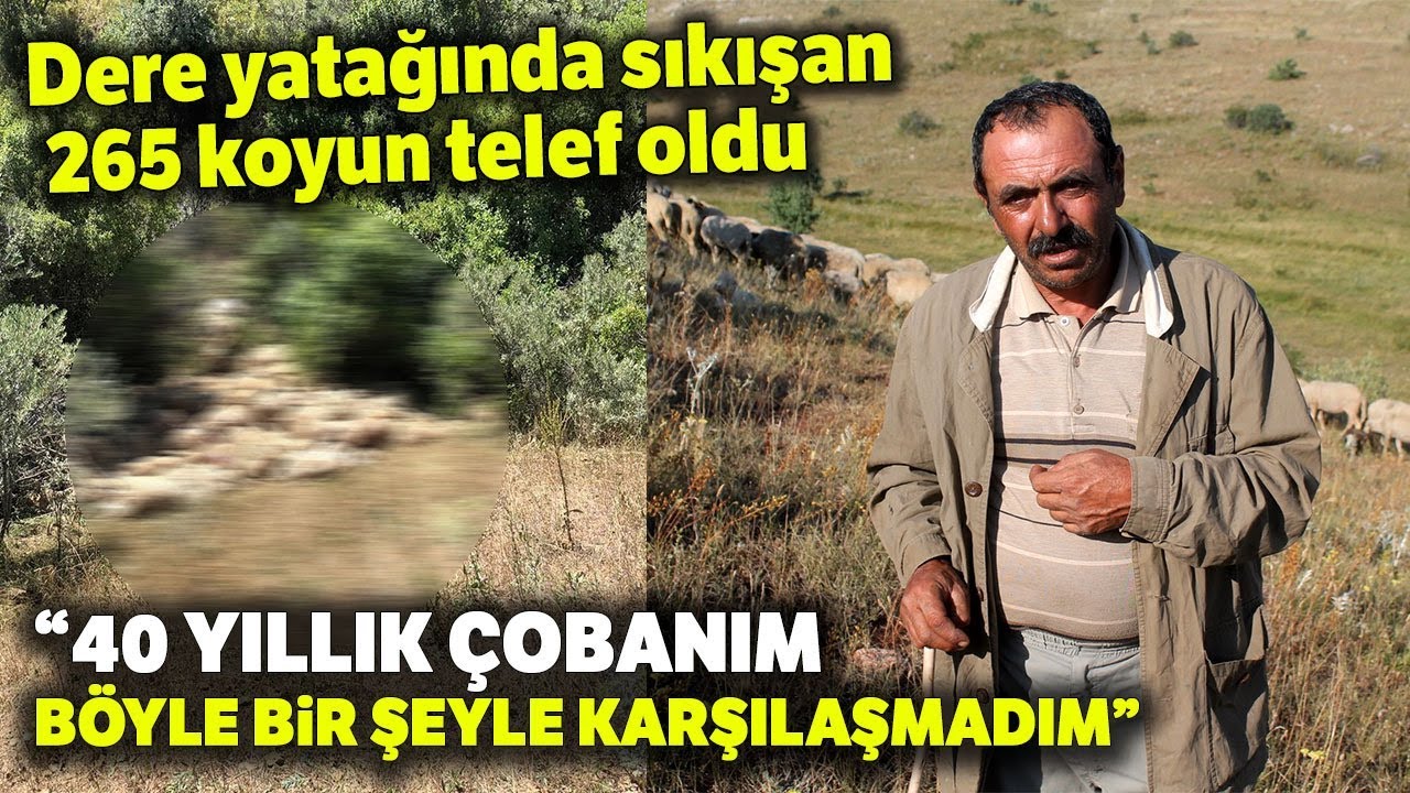 Dere Yatağında Sıkışan 265 Koyun Telef Oldu