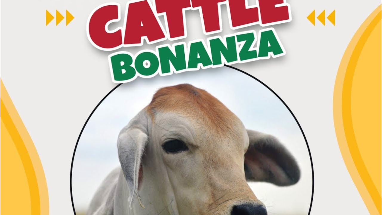 Tkb N KAHILI Entertaining the community (Cattle Bonanza)OK FOOD