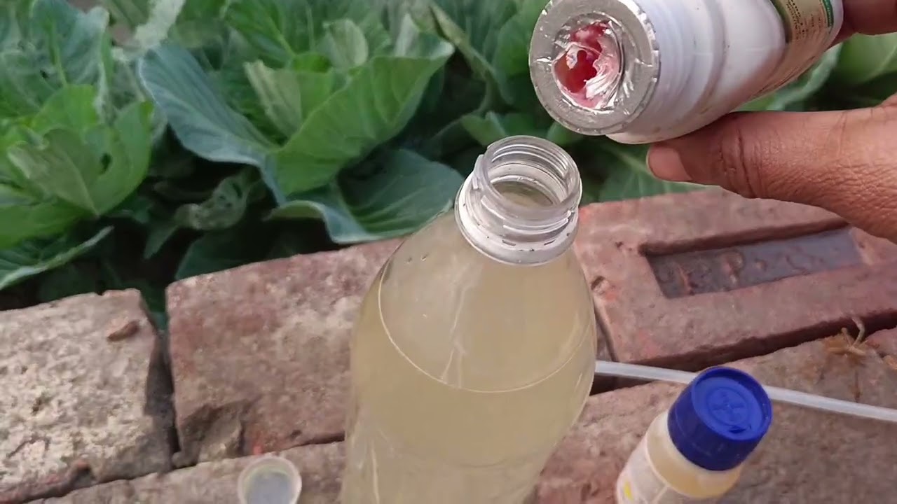 অনেক অপেক্ষার পর হঠাৎ দেখলাম বাগানে আলু গাছের মধ্যে  আলু ধরেছে#gachpagolpran #garden 