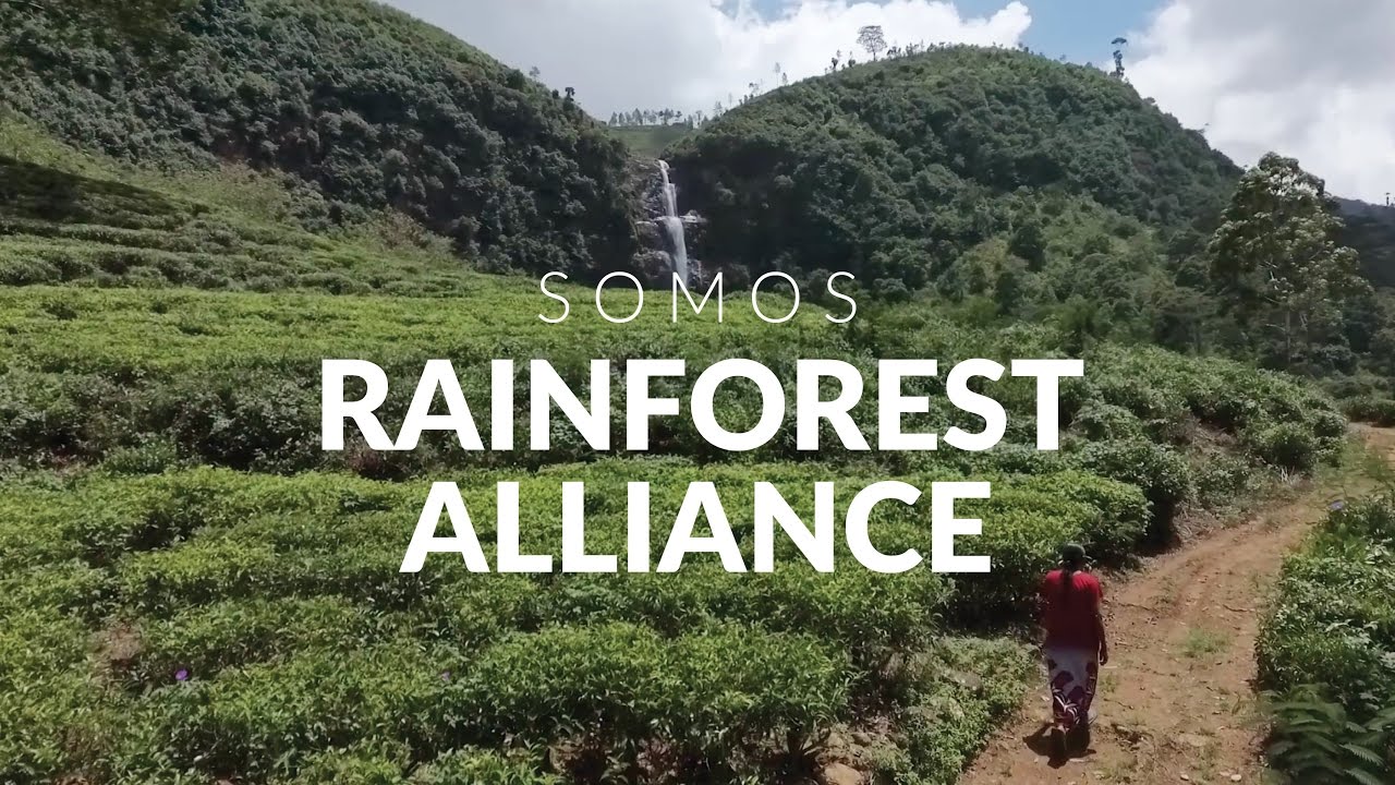 Somos Rainforest Alliance