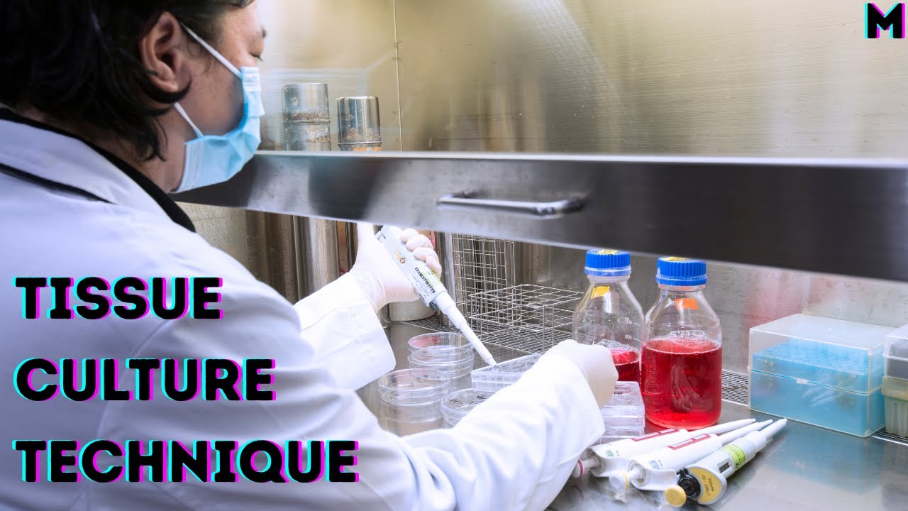 Introduction to Tissue Culture