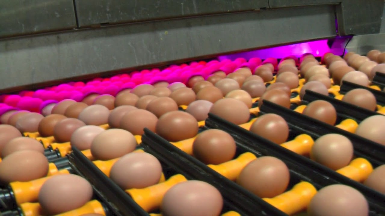 Ovotrack at belview eggs