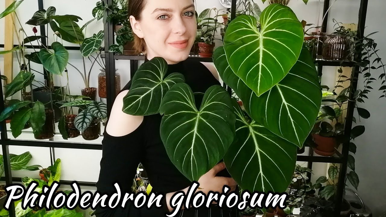 🌿 Kiedy podlewać? Jakie podłoże? Ile światła? | Wszystko co musisz wiedzieć o Philodendron gloriosum