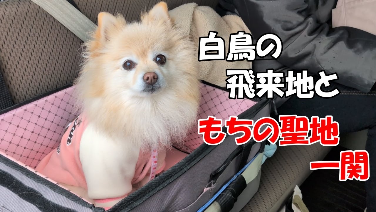 ポメラニアンが飼い主の仕事に着いて行き、ラムサール条約に登録されている伊豆沼・内沼ともちの聖地一関に行きました。