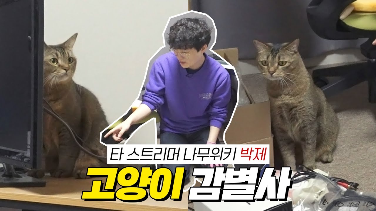 세팅하러 갔다가 세상에서 2명밖에 구분 못한다는 고양이를 한눈에 구별했습니다