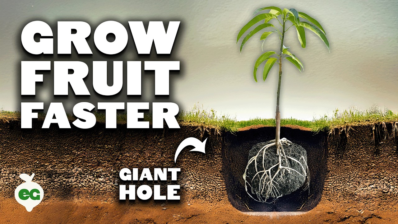 Grow Fruit Trees FASTER With The 