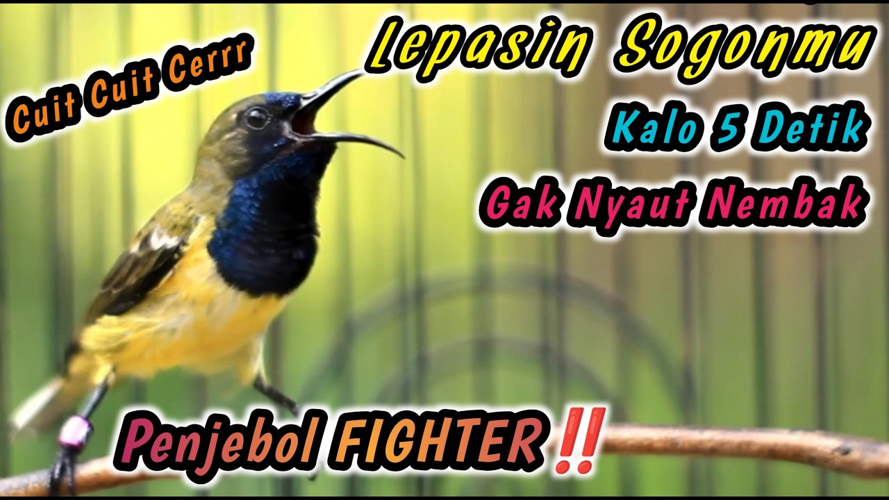 PUTAR SAMPAI SOGON DIAM IKUTAN GACOR NGLEPER‼️PANCINGAN PENGGACOR PALING JITU UNTUK SEMUA SOGON