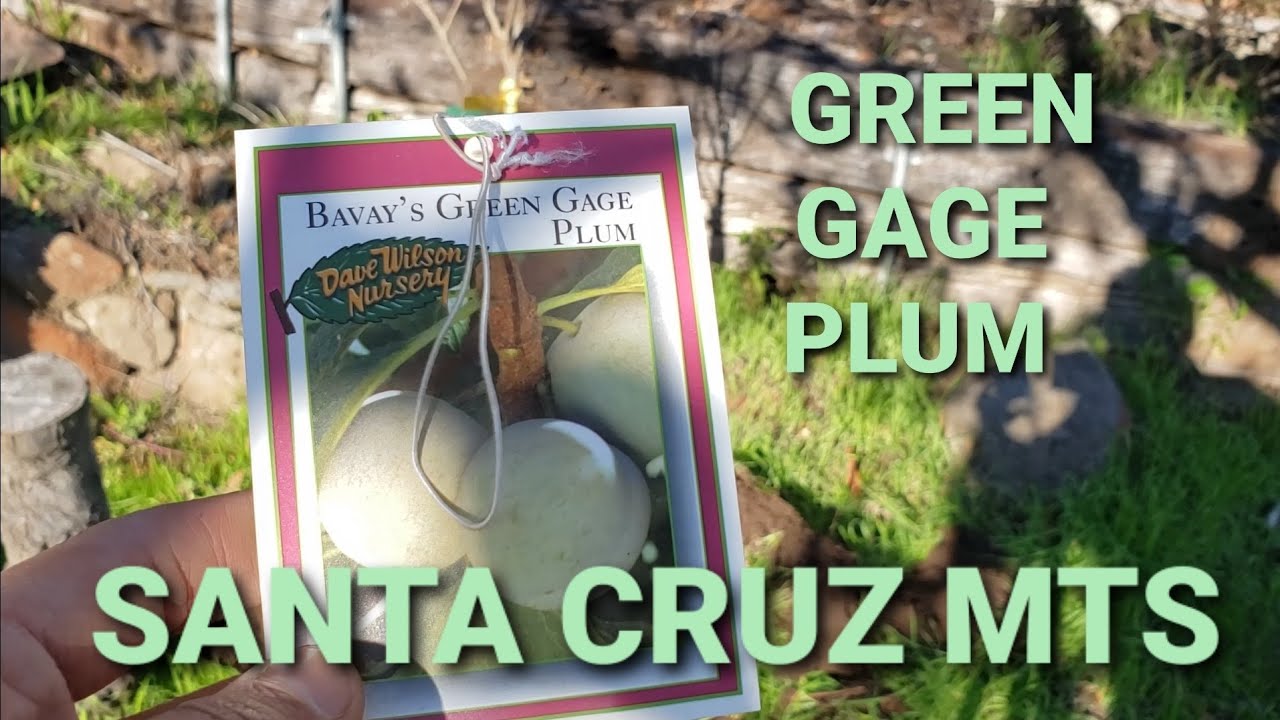 PLANTING OF A GREEN GAGE PLUM TREE 🌿🫒 IN SANTA CRUZ MOUNTAINS