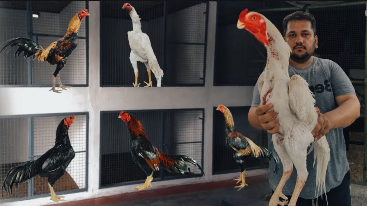 Hassan Bhai ka Shok, Aseel Murgo ki Smart Farming, Start Now Shamo Farm At Home, Hsn Entertainment