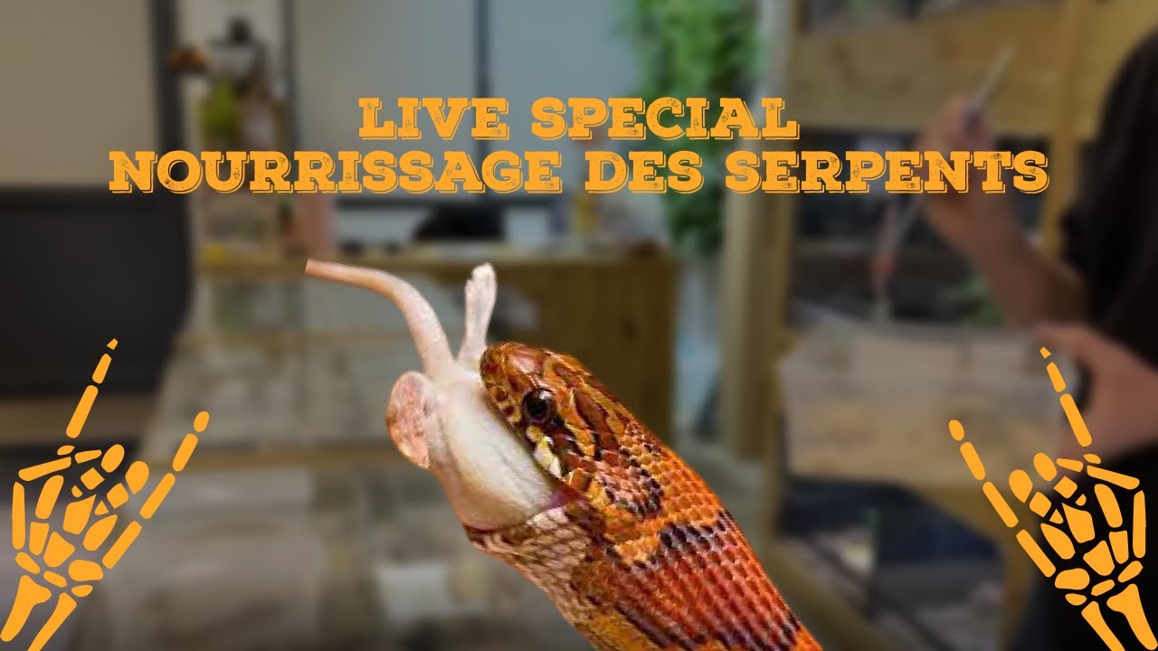 LIVE SPECIAL NOURRISAGE DES SERPENTS - Rediffusion live Facebook (18/01/23)