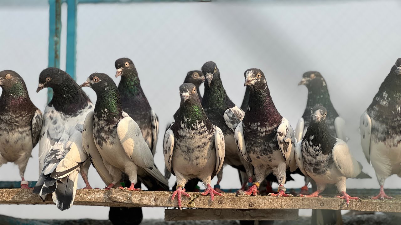 Largest Birds Market In Swat Turkey Birds Kabootar Hen Cocktail Izhar Ali Shah Vlogs
