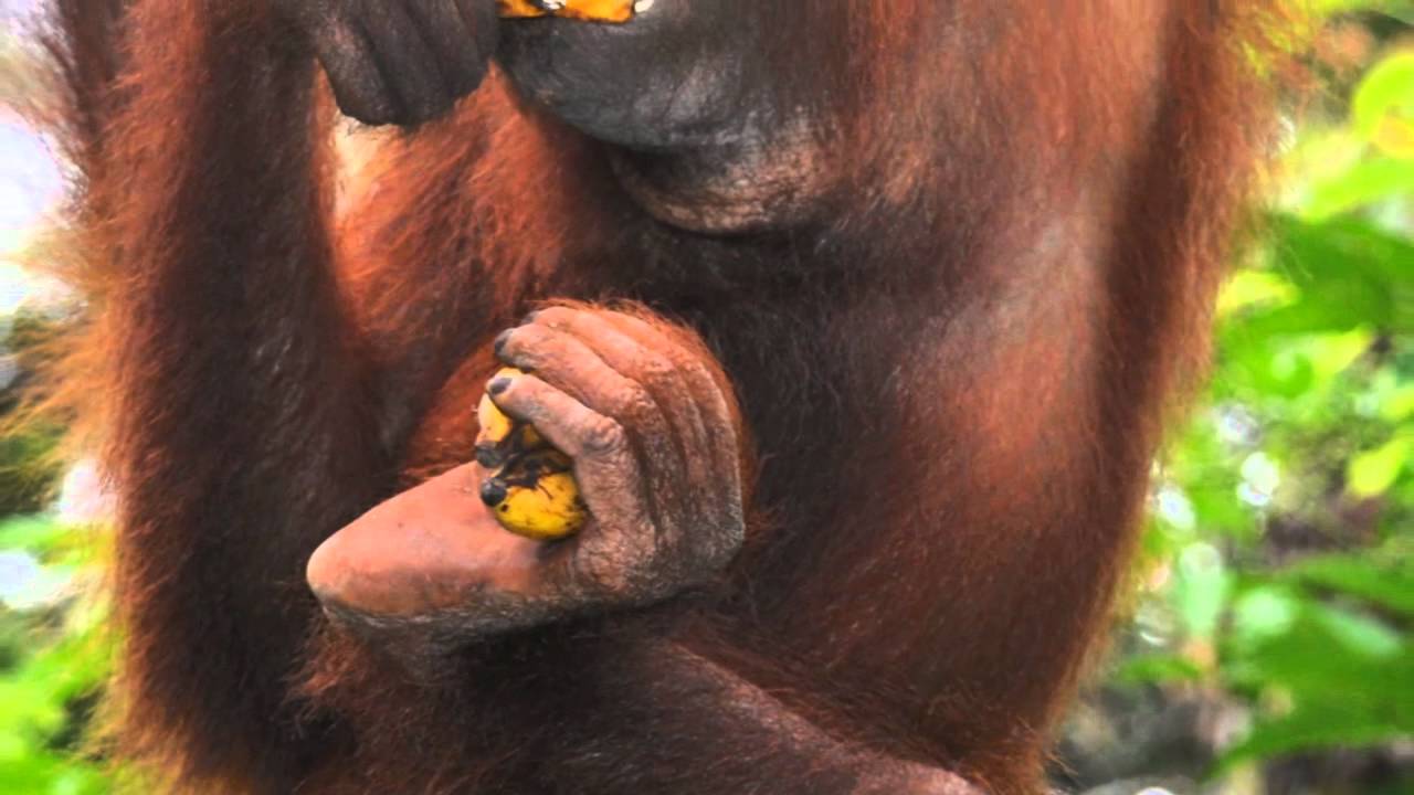 Ollie The Orangutan - True To Life Books