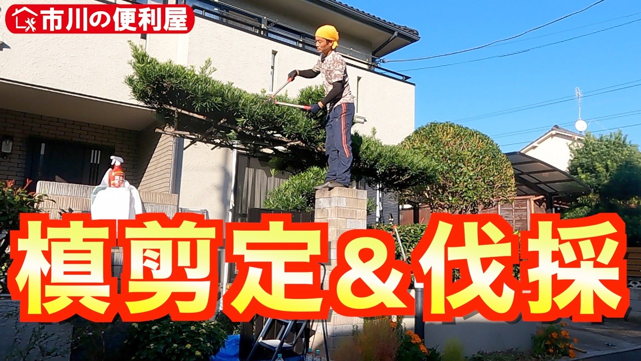 【キンモクセイ透かし剪定＆槙伐採】槙の木剪定10ヶ月後に伐採🌲金木犀を逆お椀型に整えました🌳チェーンソー初レビュー🎥千葉県市川市の便利屋！各作業料一覧、お問い合わせ先は概要欄をご覧下さい！