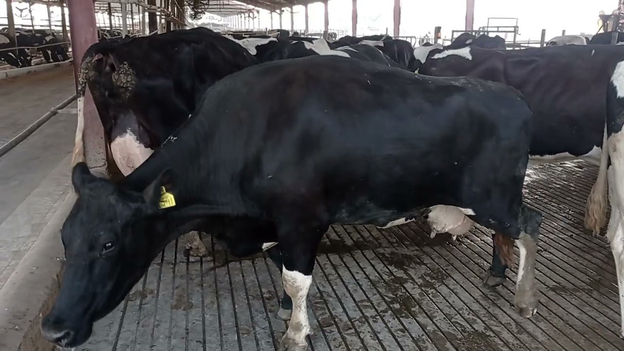 Typical signs of laminitis || Lactic acidosis || Lameness in dairy cow || #laminitis