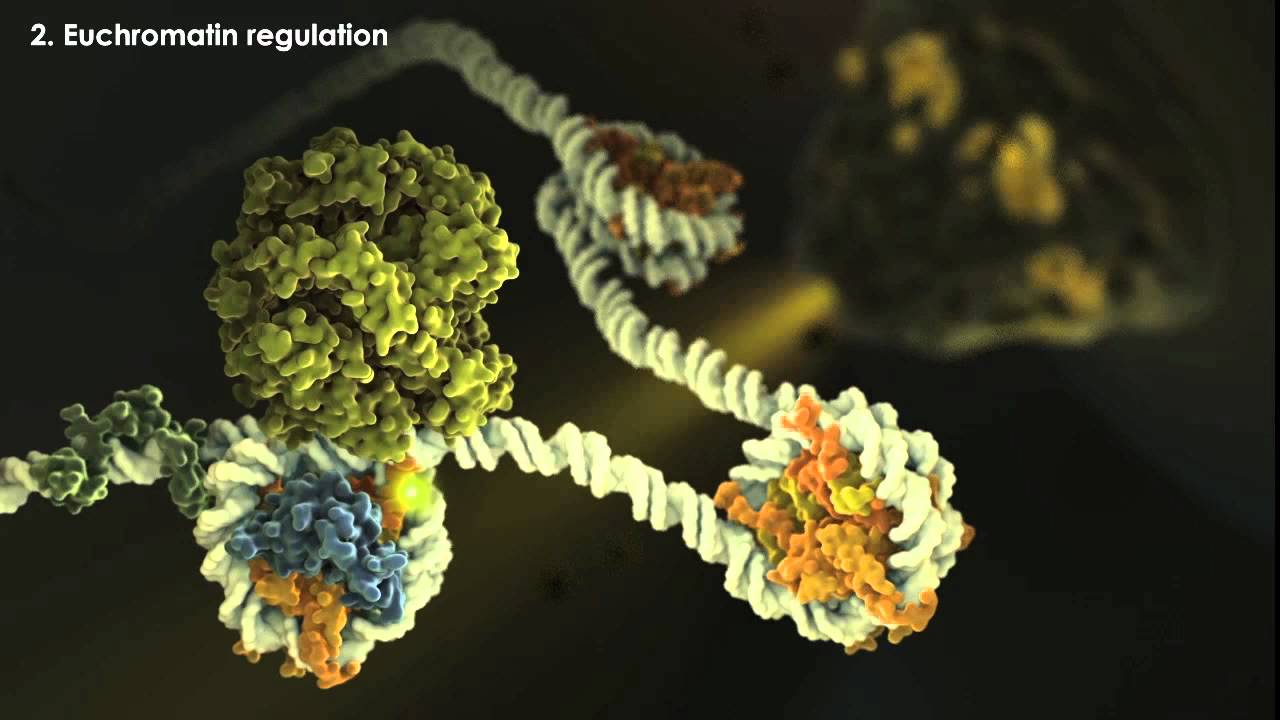 Epigenetics Overview