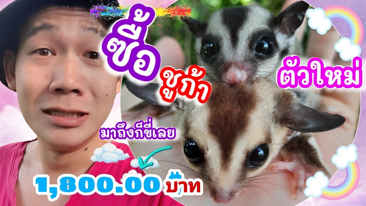 ซื้อชูก้าไกรเดอร์ตัวใหม่ ep3 จับคู่ชูก้าผสมพันธุ์   #หัดเลี้ยงชูก้าไกรเดอร์  #อาสี่ #ชูก้าไกรเดอร์