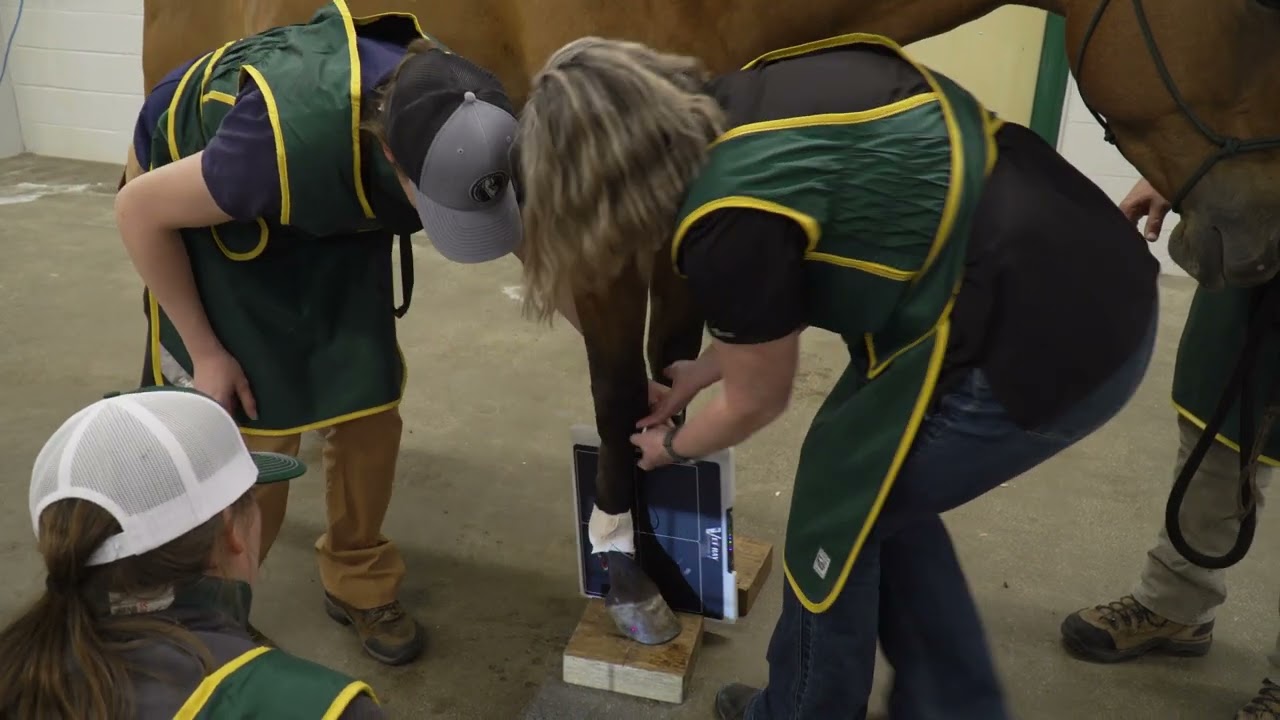 Equine Podiatry Basics: Venograms Explained