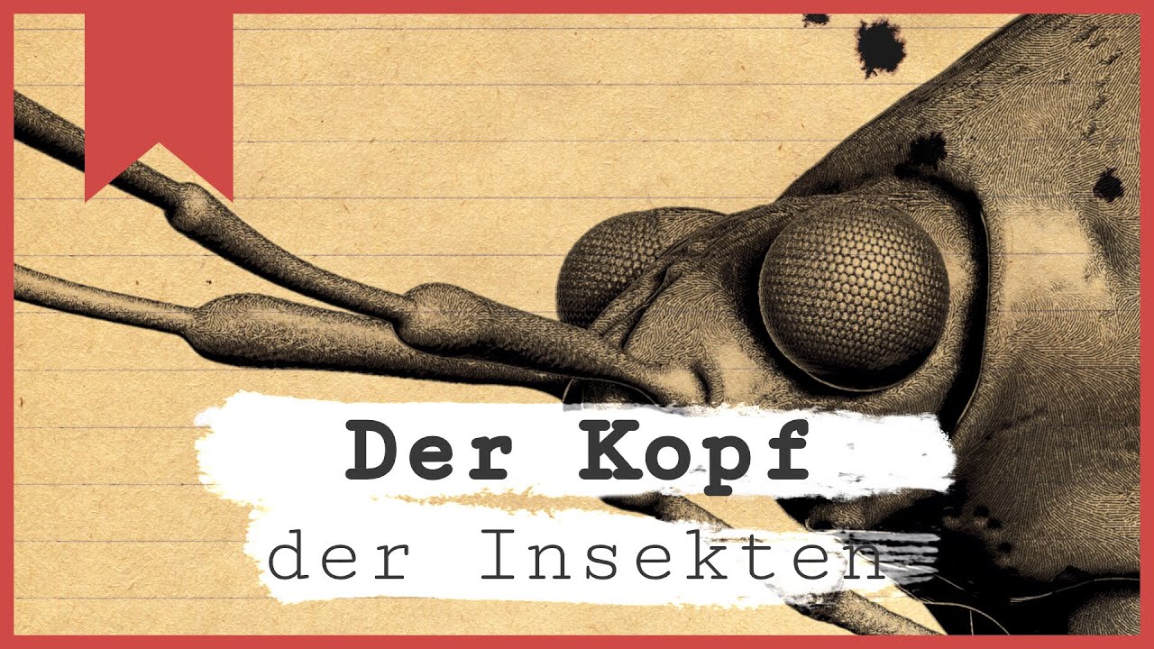 Der Insekten-Kopf - Was ist ein Insekt?  - Die Entomologie - Teil 1