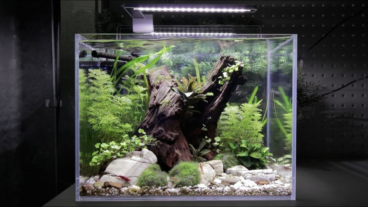 Beautiful Relaxing Aquascape (Calm Music)