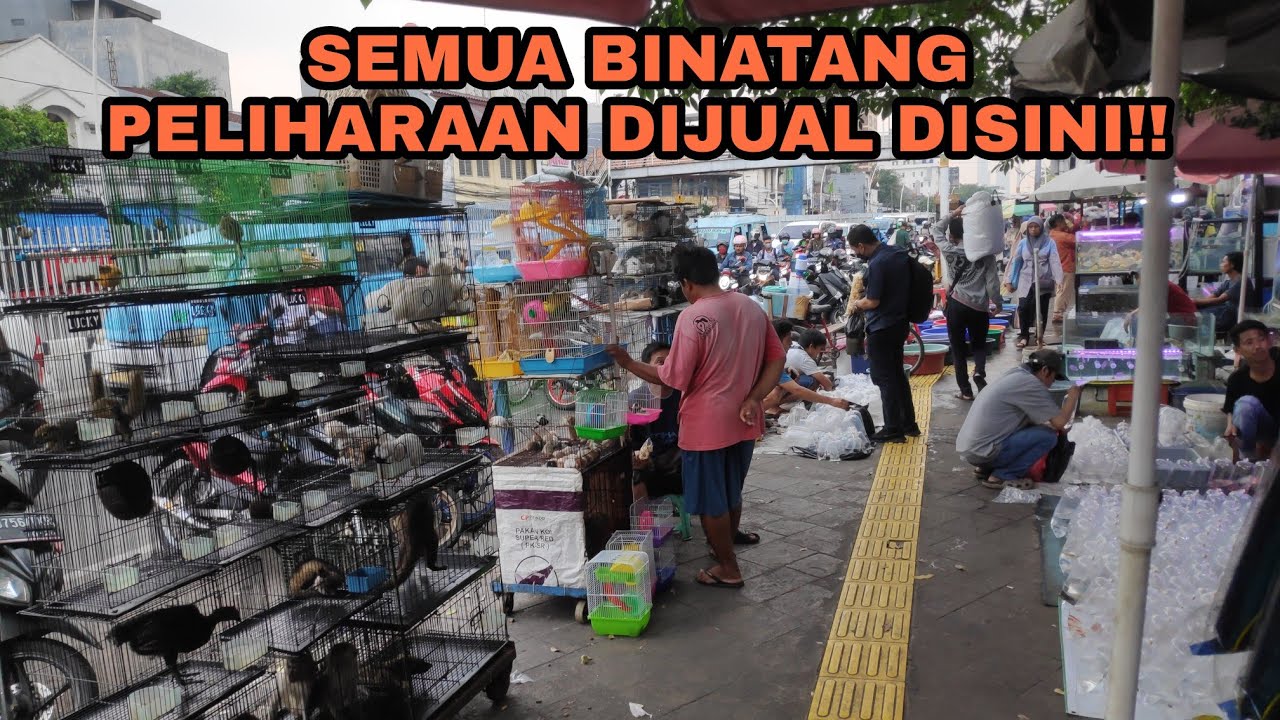 PASAR HEWAN JATINEGARA | TEMPAT MENJUAL HEWAN TERLENGKAP!!