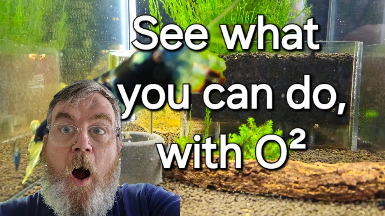 Aquarium Oxydator: Is it Worth the Hype? Love it or Hate it