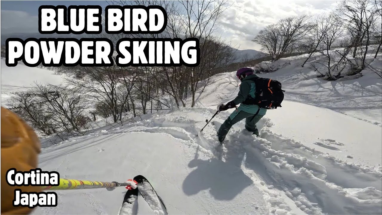 BLUE BIRD JAPAN | 4K POV Hakuba Cortina (RAW)