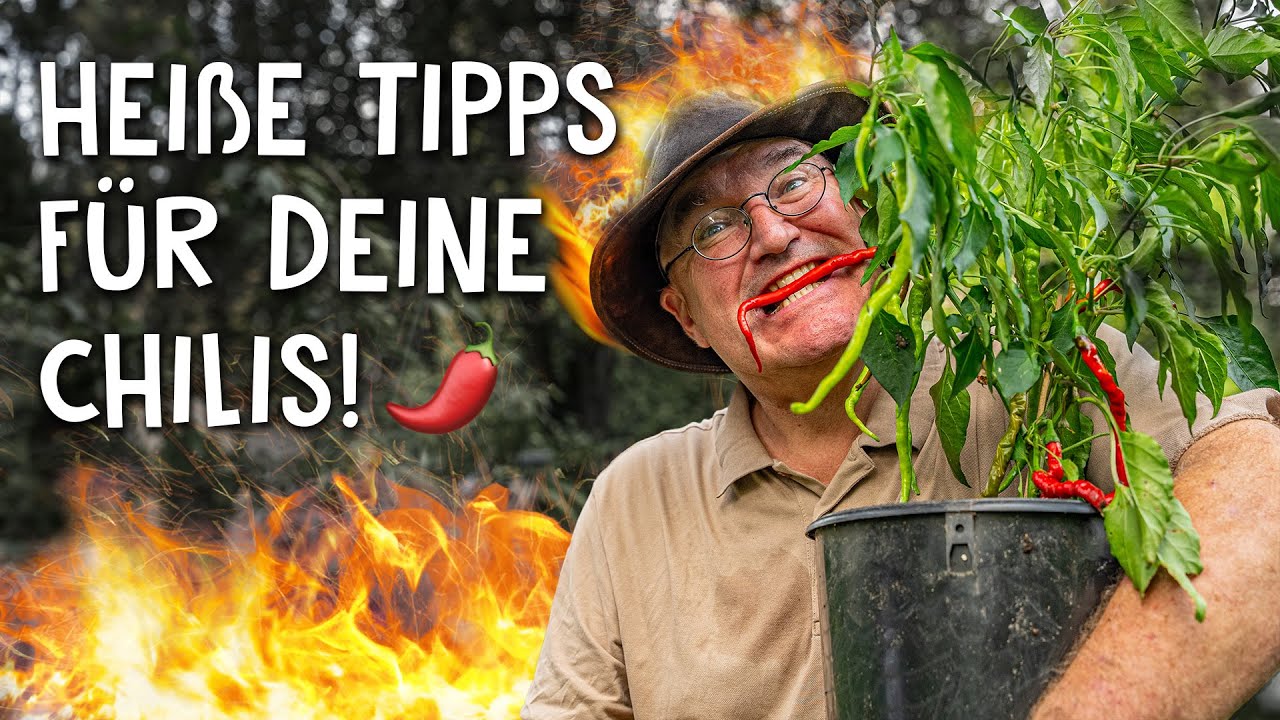 Chili Pflege im Sommer 🌶 - Krankheiten vermeiden durch Standort, Substrat & Düngung
