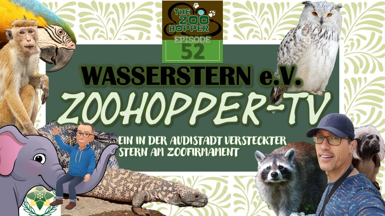 Ein in der Audistadt versteckter Stern am Zoofirmament (Zoohopper-TV Episode 52)