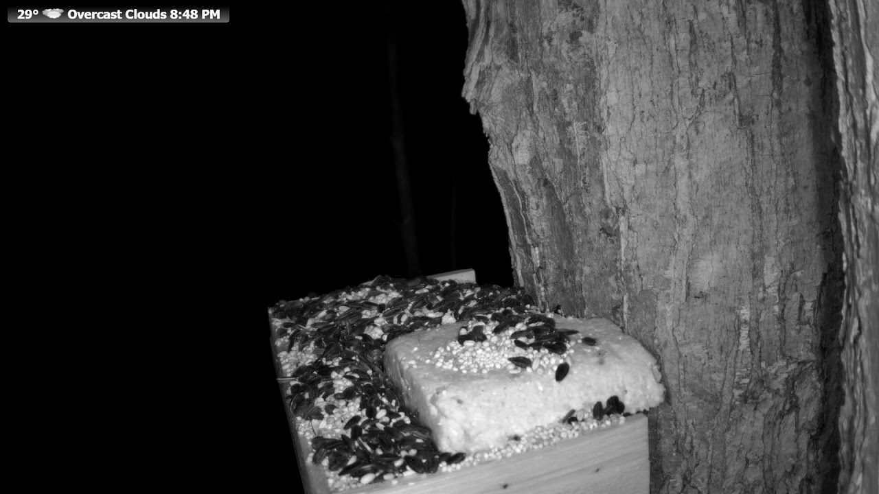 Wildlife Feeder: 🔴 24/7 Live | Birds, Deer, Flying Squirrels| Nicolet Forest, Northern Wisconsin