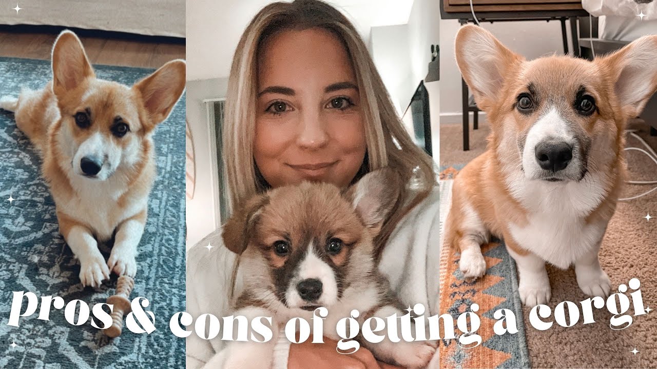 pros and cons of having a corgi |  watch before getting a corgi puppy!