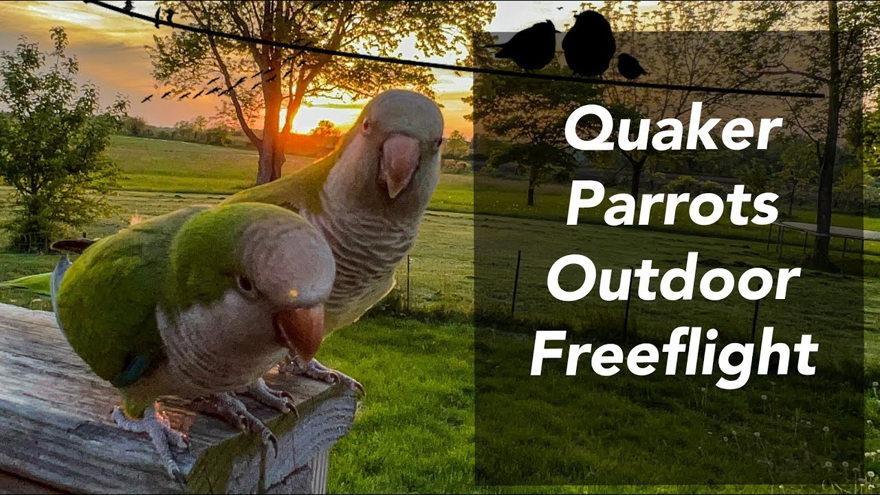Amazing Quaker Parrots Flying Together Outside Free Flight