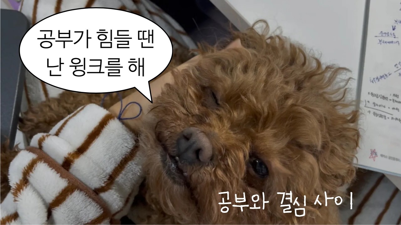 [VLOG] 공부와 결심 사이 ep.01(이지만 final…) 🤦‍♀️ | 나름 공시생(이었던)의 처음이자 마지막 공부 브이로그 | 병원 다니다 일주일 지남 🤕💊