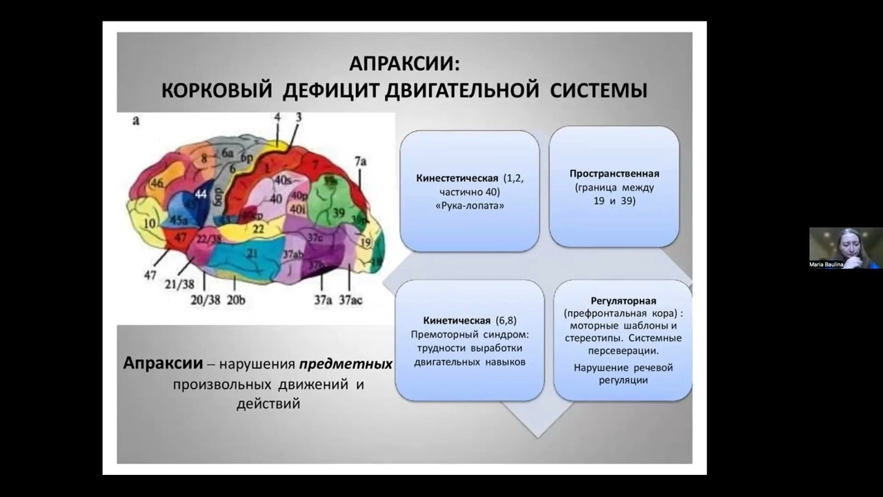 Нарушения произвольных движений и действий. Апраксии
